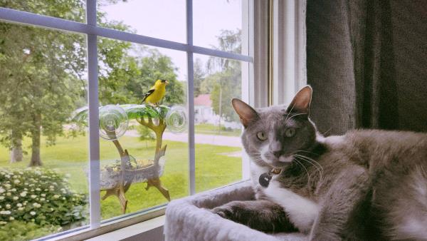 /Images/uploads/Cat Welfare Association/CatWelfare/entries/33871thumb.jpg